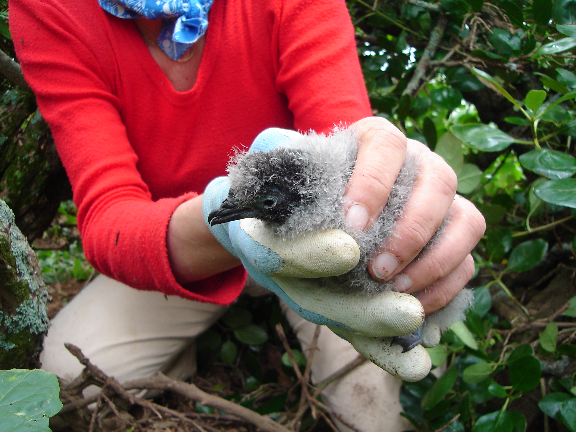 Common Diving Petrel